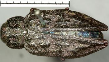 Media type: image;   Entomology 2699 Aspect: habitus dorsal view